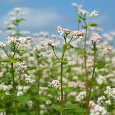 Image result for Fagopyrum esculentum