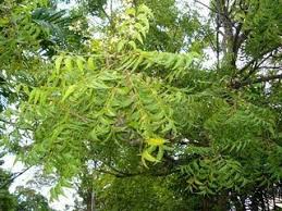 Daun semambu ubat demam campak. Daun Bambu Untuk Demam Campak Malaysian Today