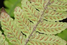 Image result for Deparia