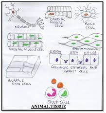 Animal tissues include epithelial tissue, connective tissue, muscular tissue and nervoustissue. Cbse Ncert Notes Class 9 Biology Tissues