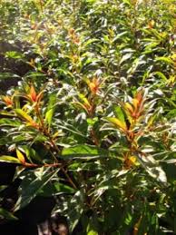 Image result for Heteropyxis natalensis