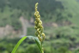 Image result for Echinochloa frumentacea