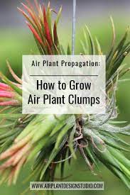 Air Plant Propagation Clumps Air Plants What Are Air Plants Propagating Plants