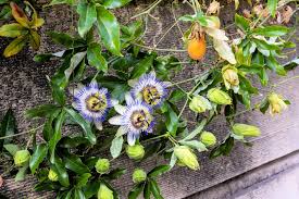 Image result for Passiflora caerulea