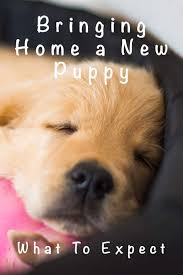 8 Week Old Puppy A Guide To Bringing A Puppy Home At 8 Weeks Old In 2020 New Puppy Puppy Training Training Your Puppy