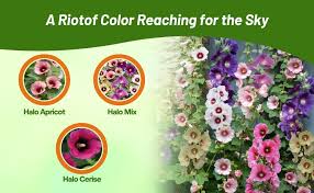 Image result for Alcea rosea `Appleblossom`