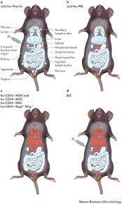 However, severe injuries may occur to the animal if this procedure is not done properly, and available alternatives should be used whenever possible. Animal Models For Hiv Aids Research Nature Reviews Microbiology