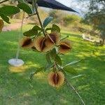 Image result for Combretum hereroense