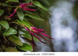 Image result for Bulbophyllum intertextum