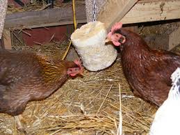 So many hispanic people eat nopales (prickly pear cactus). The Definitive List Of Chicken Treats What Can Chickens Eat The Happy Chicken Coop