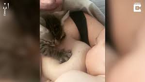 Go ahead and look for yourself. Kitten Helps Human Mom To Breastfeed Her Newborn Baby And It S So Whol Cats On Catnip