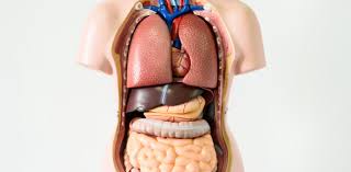 Depending on the stage and location of the cancer and other factors, surgery might be done to remove the entire kidney including the tumor (known as a radical nephrectomy) or the cancer alone along with some of the surrounding kidney tissue (known as a partial nephrectomy). Seven Body Organs You Can Live Without
