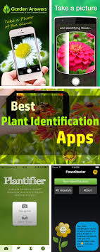 Best Plant Identification Apps For 2020 Plant Identification Plant Identification App Identify Plant