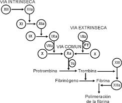Fases del modelo celular de la coagulacion. Https Www Anestesia Org Ar Search Articulos Completos 1 1 1027 C Pdf