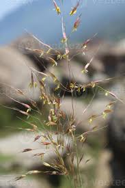 Image result for Chrysopogon