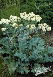 Image result for Crambe hispanica