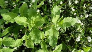 Image result for Acanthospermum hispidum