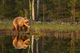 The Brown Bears In The Boreal Forest Of Finland