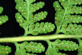 Image result for Blotiella trichosora