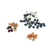 Image result for Dialium