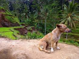 Ảnh về bali, indonesia (một thành viên của facebook, thg 9 2009). Shocking Investigation Reveals 70 000 Dogs In Bali Murdered And Served To Tourists Every Year