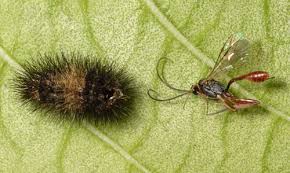 Jack, 8, and dylan, 5 found a giant leopard moth caterpillar on 4/21/2009 in malibu california, we are. Giant Woolly Bear Great Leopard Moth Hypercompe Scribonia Stoll 1790