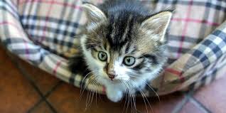 We did not find results for: Les 10 Accessoires Pour Chat Qui Lui Sont Indispensables