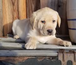 Golden retrievers also have a beautiful, cream colored coat that sheds and therefore requires a lot of care and regular brushing. Vader Male Labrador Retriever Puppy In Arkansas For Sale Labrador Retriever Labrador Labrador Retriever Puppies