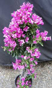 For monthly use, the fertilizer will not burn, requires no mixing and each container includes a measuring scoop for easy application. Bougainvillea Plant Home Depot