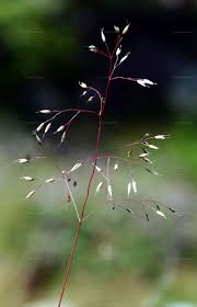 Image result for Avenella flexuosa