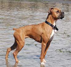 The great dane and the boxer breeds mix to give a healthy hybrid. Boxane Great Dane And Boxer Mix Great Dane