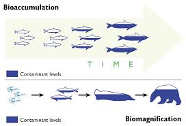 Bioaccumulation And Biomagnification Increasingly Concentrated Problems Cimi School Ecology Unit Environmental Science Marine Environment