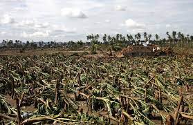 The 339.7 mw 1 dohoku wind farm cluster consists of four projects to be developed by eurus energy, an independent renewable energy developer. Pablo Aftermath Davao Banana Farmers Suffer Double Whammy Mindanews