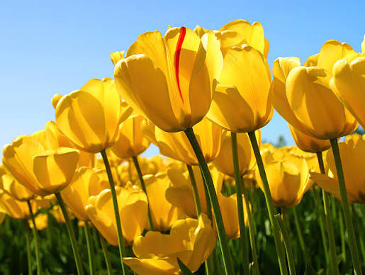 Tulip kuning