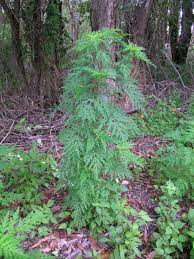 Род включает около 50 видов. Ambrosia Artemisiifolia Wikipedia