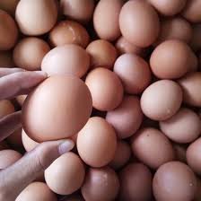 Ayam petelur memiliki karakteristik yang sama, semua ayam petelur sangat mudah stress, demi mendapatkan produksi telur yang berkualitas, maka buatlah para ayam senyaman mungkin. Peternak Ayam Petelur Tasikmalaya Beitrage Facebook