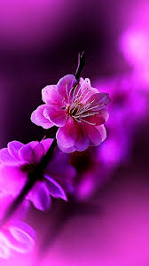 Httpwwwvactualpapersgalleryspring Flowers Mobile For Flowers Wallpaper Hd Find Your In 2020 Hd Flower Wallpaper Iphone Spring Wallpaper Beautiful Flowers Wallpapers