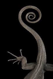 黄金比 golden ratio フィボナッチ fibonacci なデザイン 写真 naver まとめ spirals in nature lizard patterns in nature