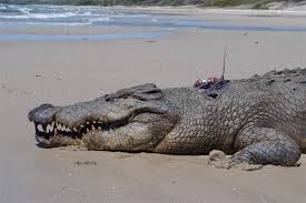 Discover The Fascinating World Of Estuarine Crocodiles At Billabong  Sanctuary
