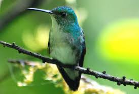Black Bird With White Tail Feathers White Tailed Emerald Elvira Chionura Costa Rica Panama Weighs Less Than 3 Grams One Of The Smallest Birds Th Hummingbird Pictures Small Birds Hummingbird