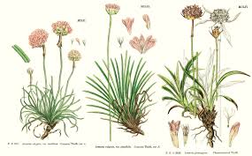 Image result for Plumbaginaceae