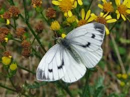 It S A White Out In The Cabbage Patch Gardening For Wildlife Homes For Wildlife Wildlife Green Veins Nature