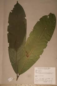Image result for Salacia madagascariensis