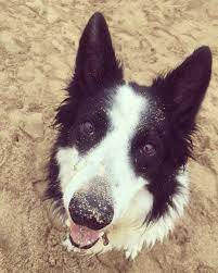 Border Collie Trust Bctgb Twitter Border Collie Collie Dogs And Puppies