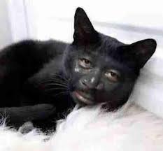 Anak kucing comel ni berhajat untuk memeranjatkan temannya dengan menyorokkan dirinya. Yat On Twitter Kucing Parsi Nak Lelong Condition 10 10 Comel Tp Serious Http T Co Y4xye1bqg0