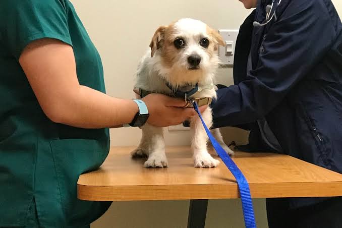 Pet Anxiety at the Vet: Signs, Causes and Solutions Guide