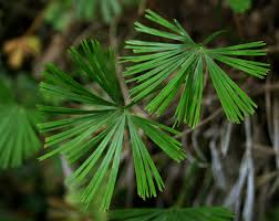 Image result for Actiniopteris semiflabellata