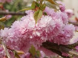We did not find results for: How To Grow Cherry Blossoms At Home Realestate Com Au