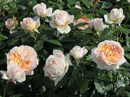 The municipal rose garden is a delight for rose lovers and those who enjoy sun and manicured outdoor spaces. Beetrose Garden Of Roses Expertenwissen Zu Dieser Rose