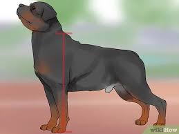 They're sensitive, affectionate but also courageous when needed. 3 Ways To Identify A Rottweiler Wikihow